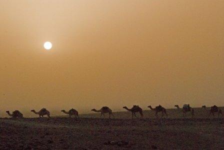 etiopia-cammelli
